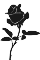 Black rose.