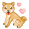 Teddy the Shiba Inu