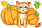 Pumpkin Furs