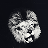 LION !