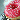 Yummy Doughnut!