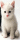 Kitten ~ Sitting