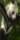 Panda ~ In Tree