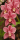 Orchidee ~ Everyone Love Flowers