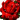 My Love True A Red Rose