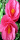 Flowers ~ Pink