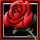 Rose of Love