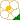 Camellia White