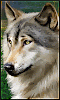 AnnaLee - Silver Wolf