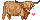 Highland Cow