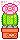 Echinopsis Minuet Cactus