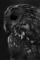 Carpe Noctem