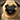 Pug Love