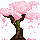 Cherry blossom