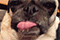 Tywo-Dog