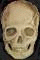my skull