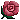 Rose 2