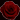Mortessia Rose