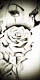 Rose 2