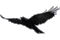 raven