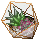 Succulents